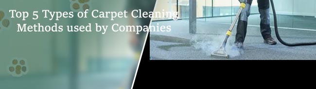 Top 5 Types Of Carpet Cleaning Methods Used By Companies Shine Plus